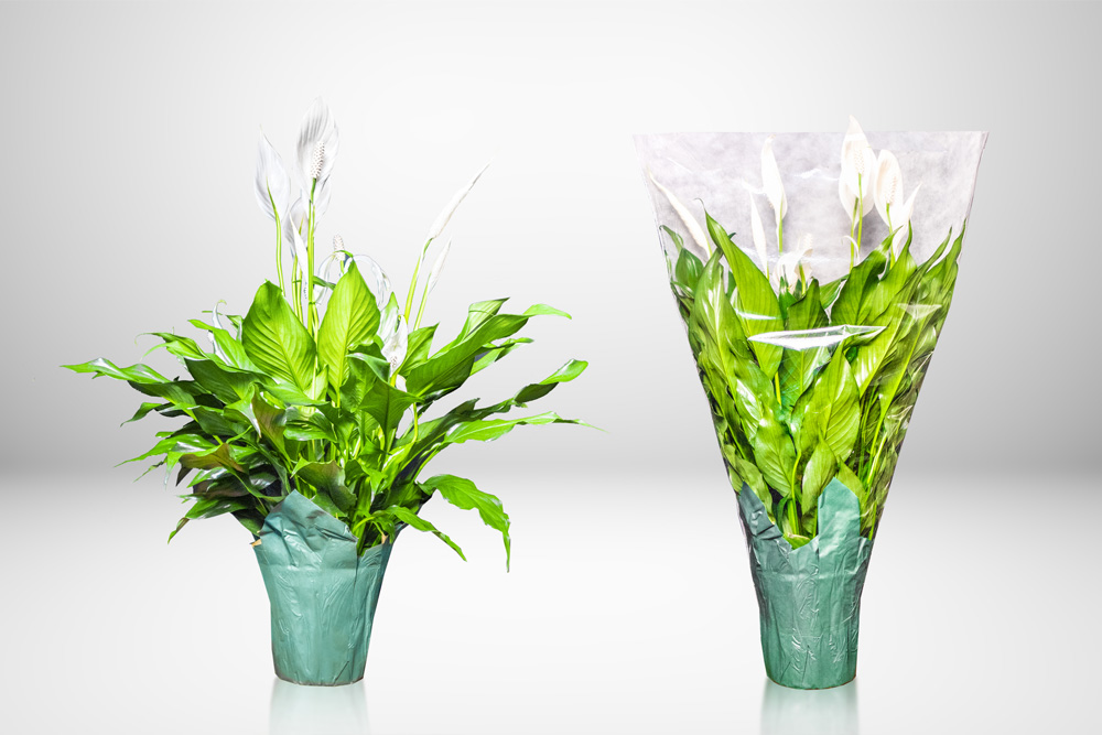 Clear Plant Sleeves, Quality-Tested Pot Plant Sleeves